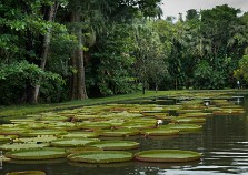 Mauritius-10 Маврикий,Ботанический сад Памплемус
