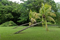 Mauritius-13 Маврикий,Ботанический сад Памплемус
