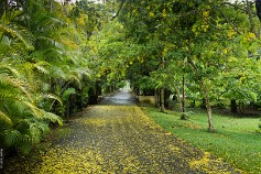 Mauritius-14 Маврикий,Ботанический сад Памплемус